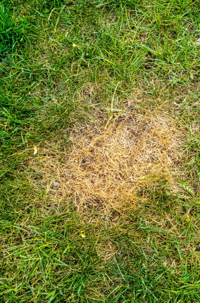 Why Is My Grass Turning Yellow San Antonio Lawn Maintenance