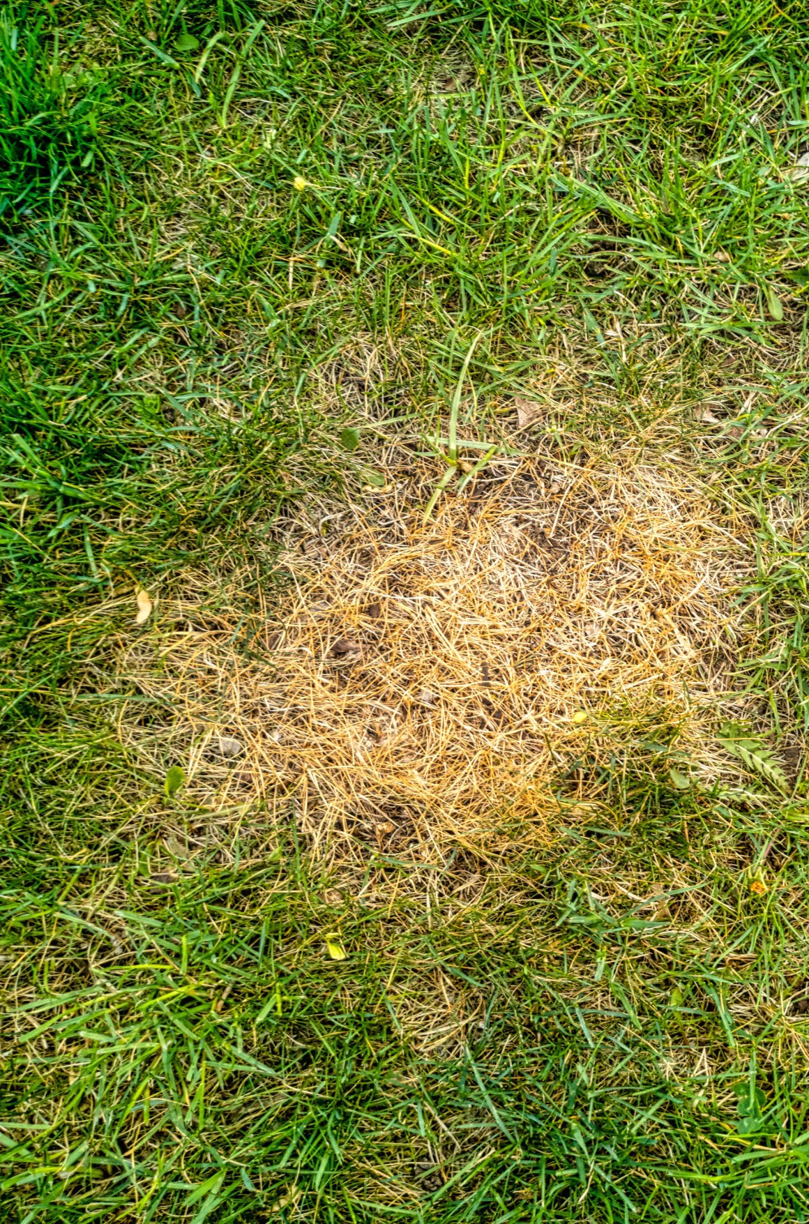 Why is my grass turning yellow? San Antonio Lawn Maintenance