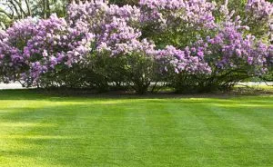 Commercial And Residential Lawn Irrigation