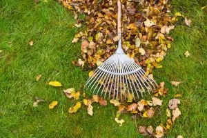 Rake