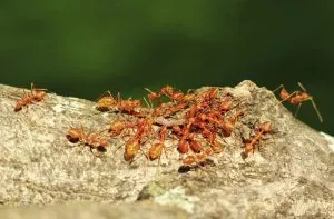 Fireants