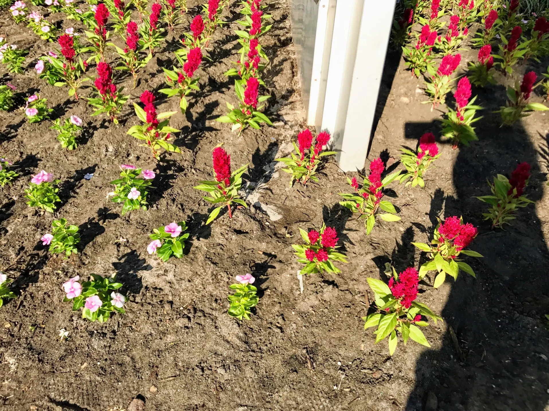 Newly Planted Flowers T20 LR2EGB